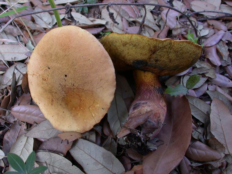 Escursione autunnale in Corsica